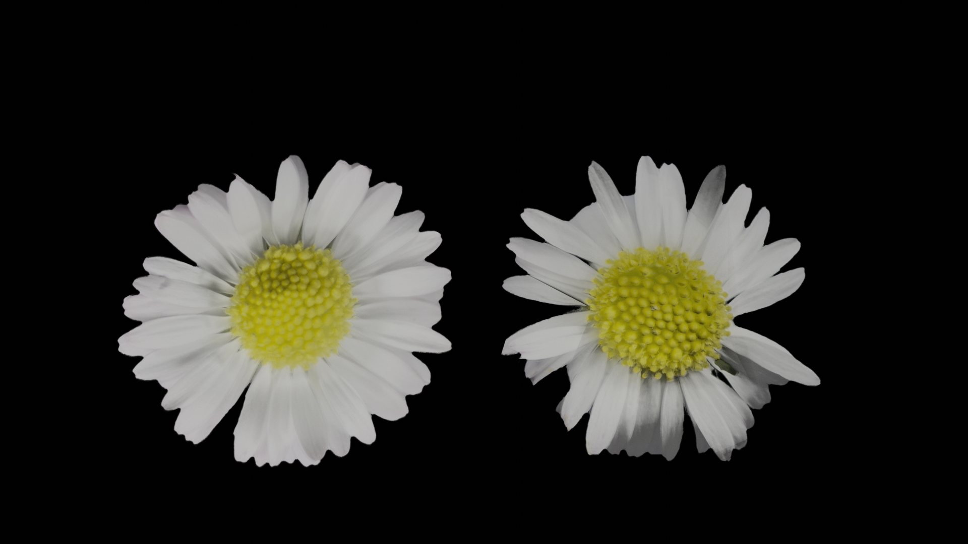 white daisy preview image 2